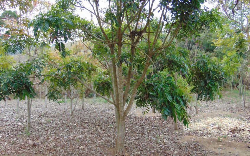 Sítio a Venda em Bragança Paulista!!! Área Total de 80.000M2, com excelente Casa Sede e Demais Dependências!!! e também poderá ser Vendida em 03 Escrituras!!!! toda Documentada Escriturada, ótima Região para Criação de Gado Nelore ou Haras !!! contendo Varias Nascentes, Riacho e Logo de Peixes!!! (Porteira Fechada) R$ 2.000.000,00 Aceita Proposta!!! ou Divide  Imóvel em Três Escrituras!!!Ref: 11